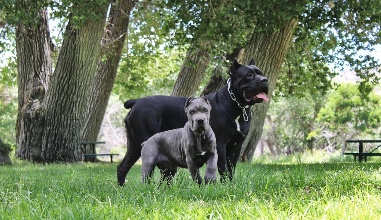 KARMA JEAN 2ND BEST PUPPY ICCF WINNER AND SON