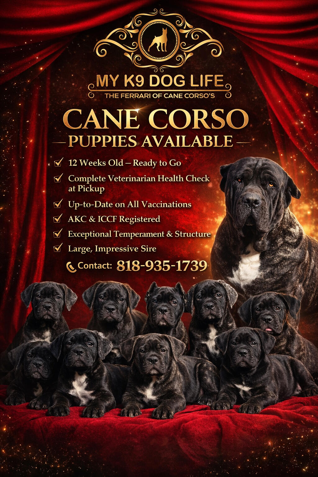 CORSO PUPPIES